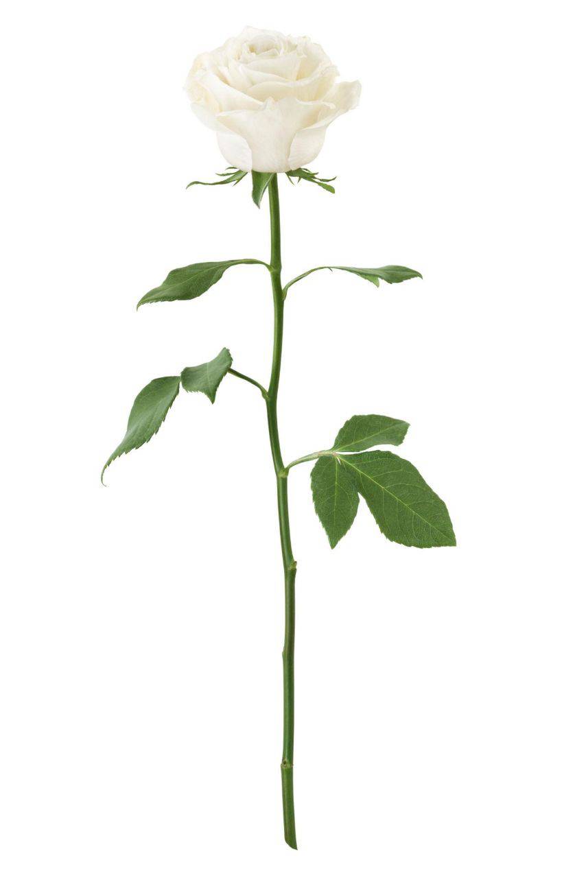 رز سفید