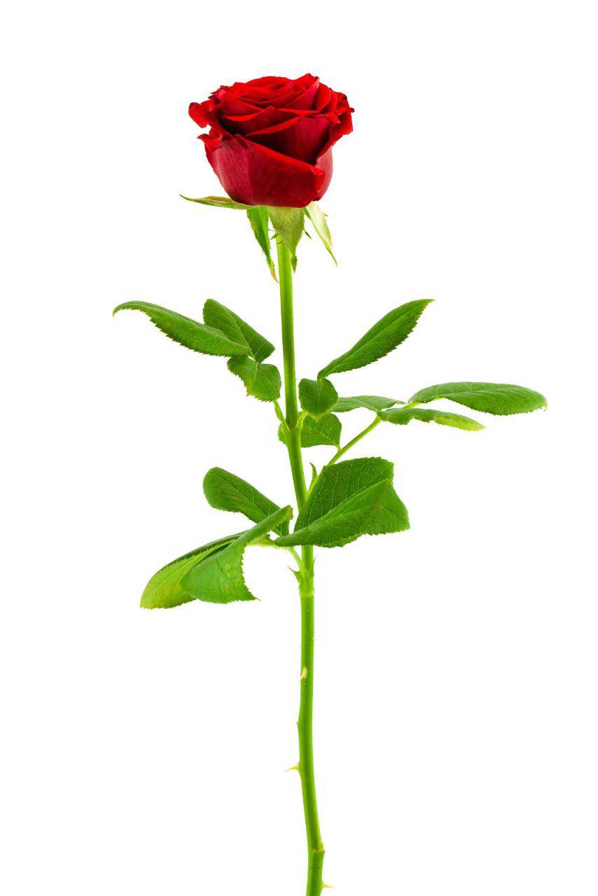 شاخه رز قرمز طبیعی